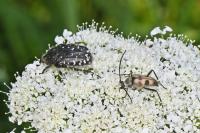 Pachytodes cerambyciformis