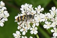 Clytus arietis