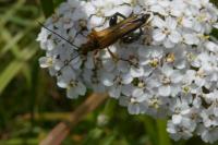 Oedemera podagrariae