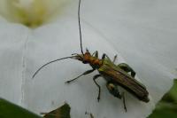 Oedemera nobilis