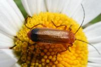 Rhagonycha fulva