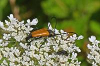 Stictoleptura fulva