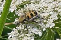 Trichius gallicus