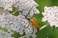 Stictoleptura fulva