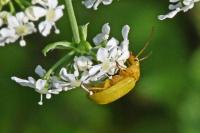 Cteniopus sulphureus