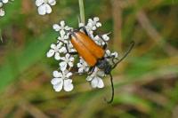 Stictoleptura fulva