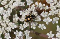 Coccinula quatuordecimpustulata