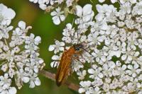 Oedemera podagrariae