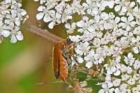 Oedemera podagrariae