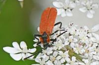 Lygistopterus sanguineus