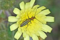 Oedemera