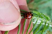 Harmonia axyridis