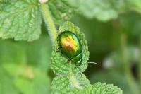 Chrysolina herbacea