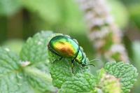 Chrysolina herbacea