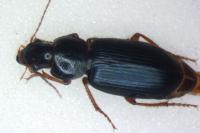 Ophonus ardosiacus