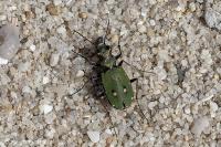 Cicindela campestris