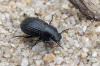 Phylan pilipes