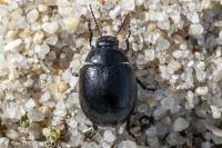 Chrysolina haemoptera