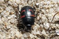 Hister quadrimaculatus