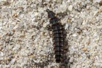 Lampyridae