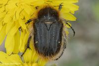 Tropinota squalida
