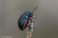 Chrysolina interstincta