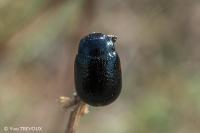 Chrysolina interstincta