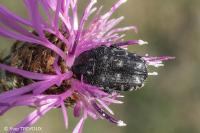 Oxythyrea funesta