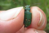 Cicindela campestris