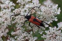 Stictoleptura cordigera