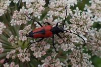 Stictoleptura cordigera