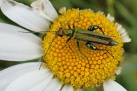 Oedemera nobilis