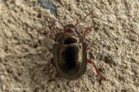 Chrysolina bankii