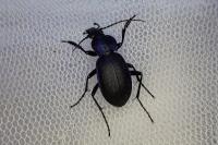 Carabus problematicus