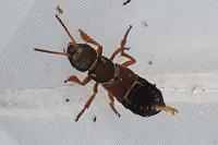 Staphylinus caesareus