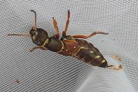 Staphylinus caesareus