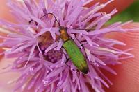 Chrysanthia viridissima