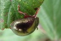 Chrysolina bankii