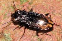 Notiophilus quadripunctatus