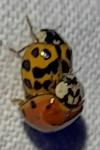 Harmonia axyridis