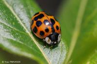 Harmonia axyridis