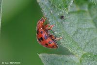 Subcoccinella vigintiquatuorpunctata