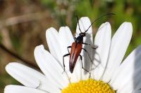 Stenurella bifasciata