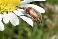 Phyllopertha horticola