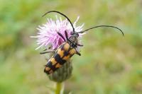 Leptura quadrifasciata