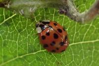 Harmonia axyridis