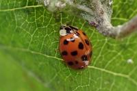 Harmonia axyridis
