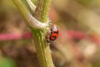 Novius cardinalis