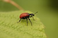 Apoderus coryli
