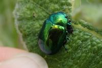 Chrysolina herbacea